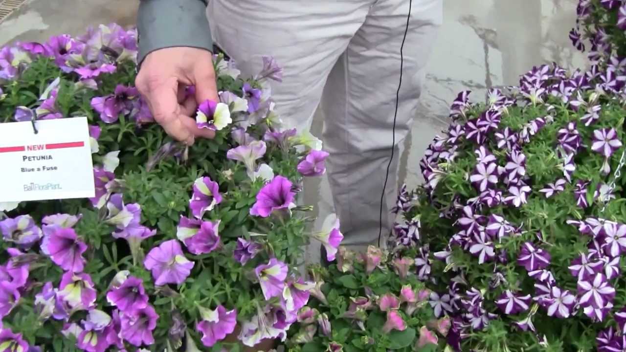 playstation 3 Latest Petunia Colors from Ball FloraPlant