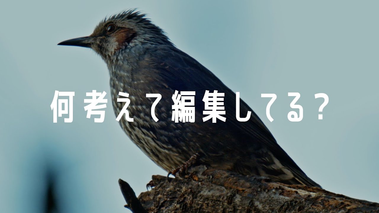 Nikon Z9で撮った動画の編集解説してみた【シネマティックムービー】