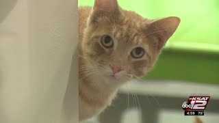 ACS warns San Antonio Cat Cafe to improve conditions for cats within 30 days