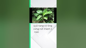 Bạc hà núi (củ ráy) là gì?