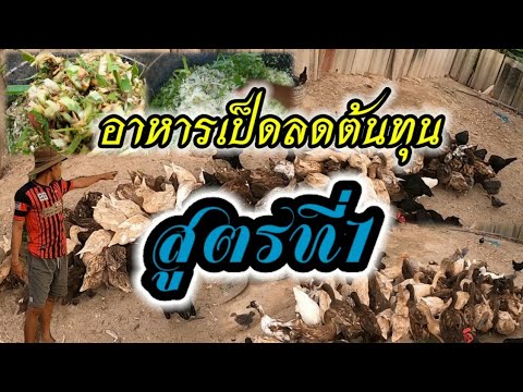 สูตรทำอาหารเป็ดลดต้นทุนสูตรที่1:เปอร์เซนต์ไข่เป็ดไม่ลด ไข่ปลอดสารและลูกใหญ่ | สังเคราะห์ข้อมูลเกี่ยวกับการ ทํา อาหาร เป็ด ไข่ได้แม่นยำที่สุด