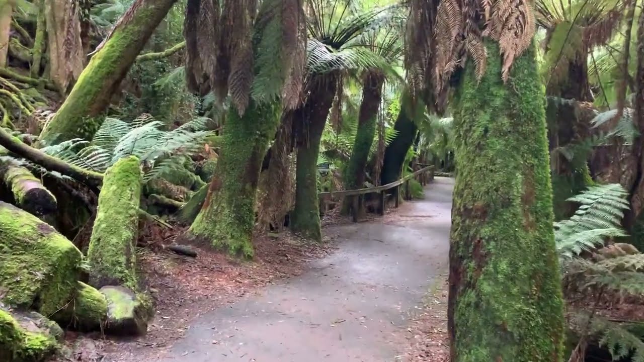 Mount Field National Park - Russell Falls, Tasmania.