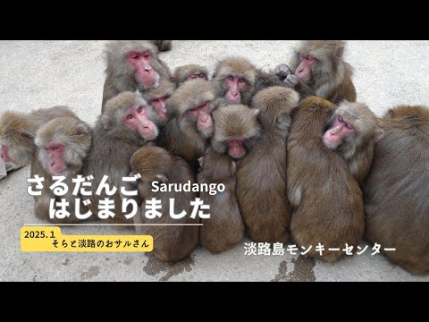 おサルさん そらと淡路のおサルさん - YouTube