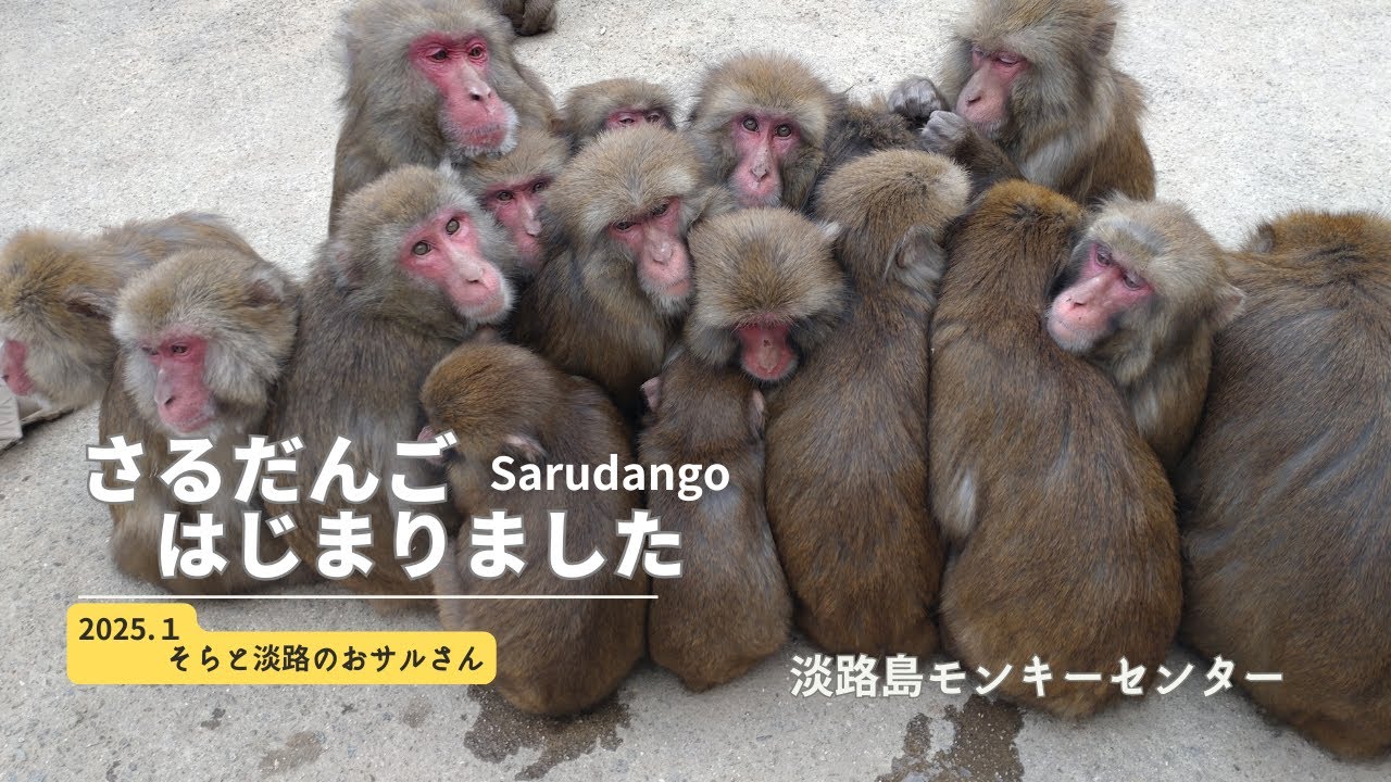 さるだんご はじまりました 2025.1☃️淡路島モンキーセンター