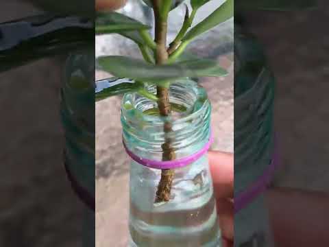 How to grow Ficus microcarpa L.f. In water