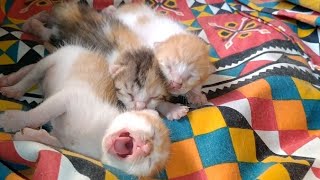 Newborn Kittens Started Crawling And Hissing Protecting Their Selves