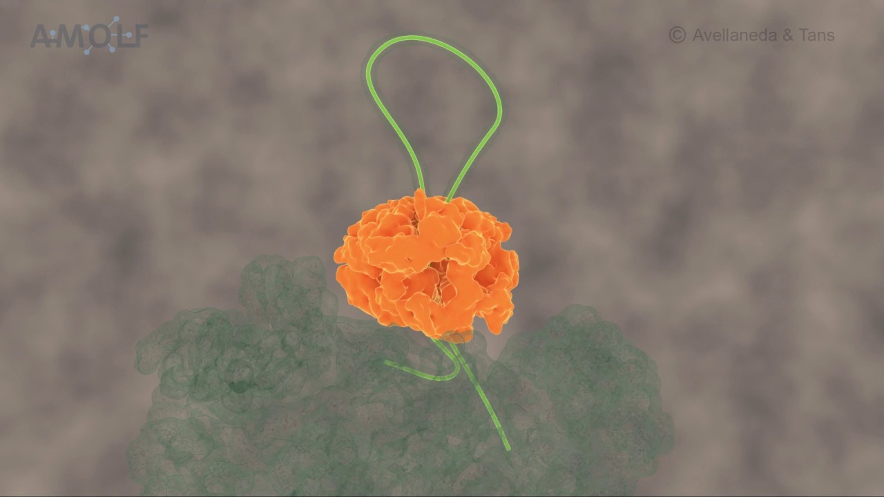 Processive extrusion of polypeptide loops by a Hsp100 disaggregase