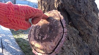 Чем обрабатывать после ОБРЕЗКИ срезы дерева