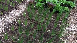 Differential Growth