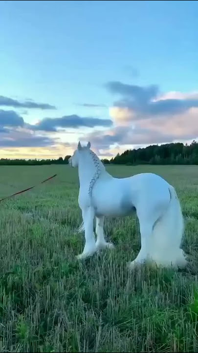 Cavalo branco… ❤️