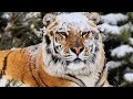 Тигры и первый снег/ tigers saw the first snow