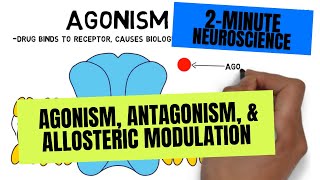 2-Minute Neuroscience: Agonism, Antagonism, & Allosteric Modulation