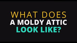 What Does Attic Mold Look Like?