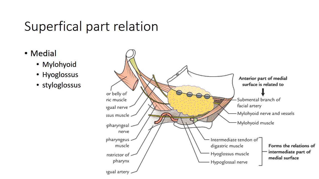 submandibular sublingual salivary gland youtube submandibular gland