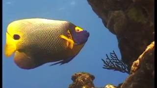 angelfish eating soft coral screenshot 4