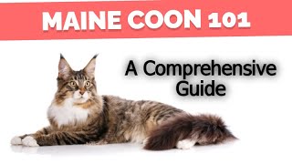 Maine Coon Cat 101 -  WATCH THIS BEFORE ADOPTING ONE! by Pets Central 123 views 5 months ago 9 minutes, 16 seconds