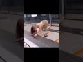 【緊急】泥酔美女#飛行機で飲み過ぎた人#酔っぱらい#viral#funnyfails#tiktok #tiktokvideo #youtube#shorts#おすすめ#Twitter#爆笑#海外