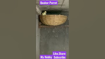 Baby Monk Parakeet “Quaker Parrots”❤️❤️ #monk_parakeet #birdlovers #petslover #quakeroats #birdcare