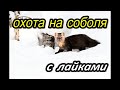 Охота на соболя.