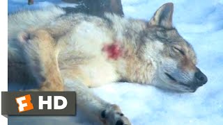 Alpha (2018)  Man's Best Friend Scene (9/10) | Movieclips