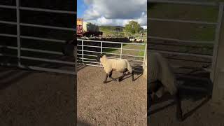 Signet Recorded High Index Suffolk Shearlings