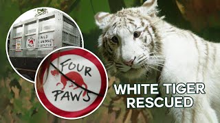 White Tiger Cub Rescued From Illegal Trade 🐯