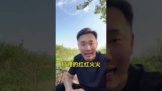 科学有力量，茄子有产量#茄子管理#茄子种植#蔬菜种植#蔬菜管理