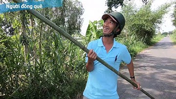 Thọc Trứng kiến vàng, mồi câu cá rô cực kì nhạy Miền Tây| Người Đồng Quê #19