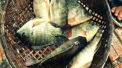 Giăng Lưới Trong Ao Sen, Gặp Ngày Đàn Cá Rô Phi-Mến đen vlogs