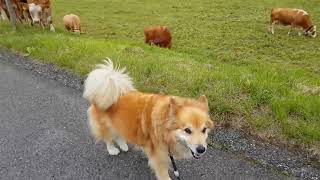 Alisa the cow magnet :) by Animal House S&A 158 views 5 years ago 43 seconds