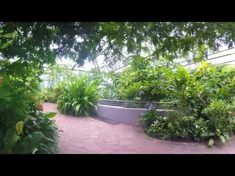 Video: Het vlinderhuis in Faust Park in St. Louis