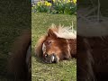 Morning Feels!! #animals #cute #cuteanimals #clydesdale #live #shorts