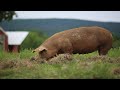 Raising 400 Pigs On Pasture COMPLETE