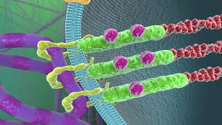 Cell–Extracellular Matrix Mechanobiology