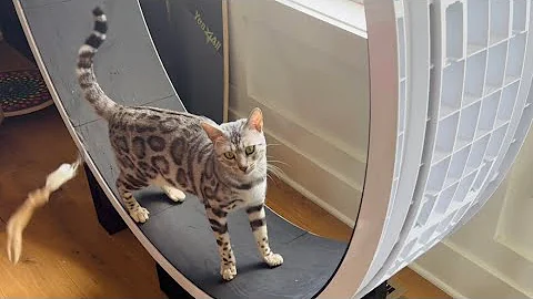 Watch the video about Helping my Bengal cat get used to her cat wheel!