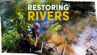Helping Riparian forests return after Eucalyptus removal | VLOG