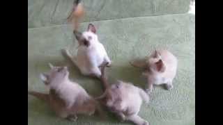 Тонкинские котята Тонкинские котята