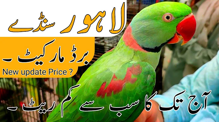 Lahore Sunday birds market | New update #lahorientertainmentchannel #birds #birdsmarket #parrot