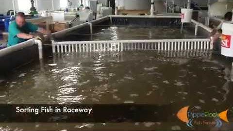 Sorting Fish in Raceway