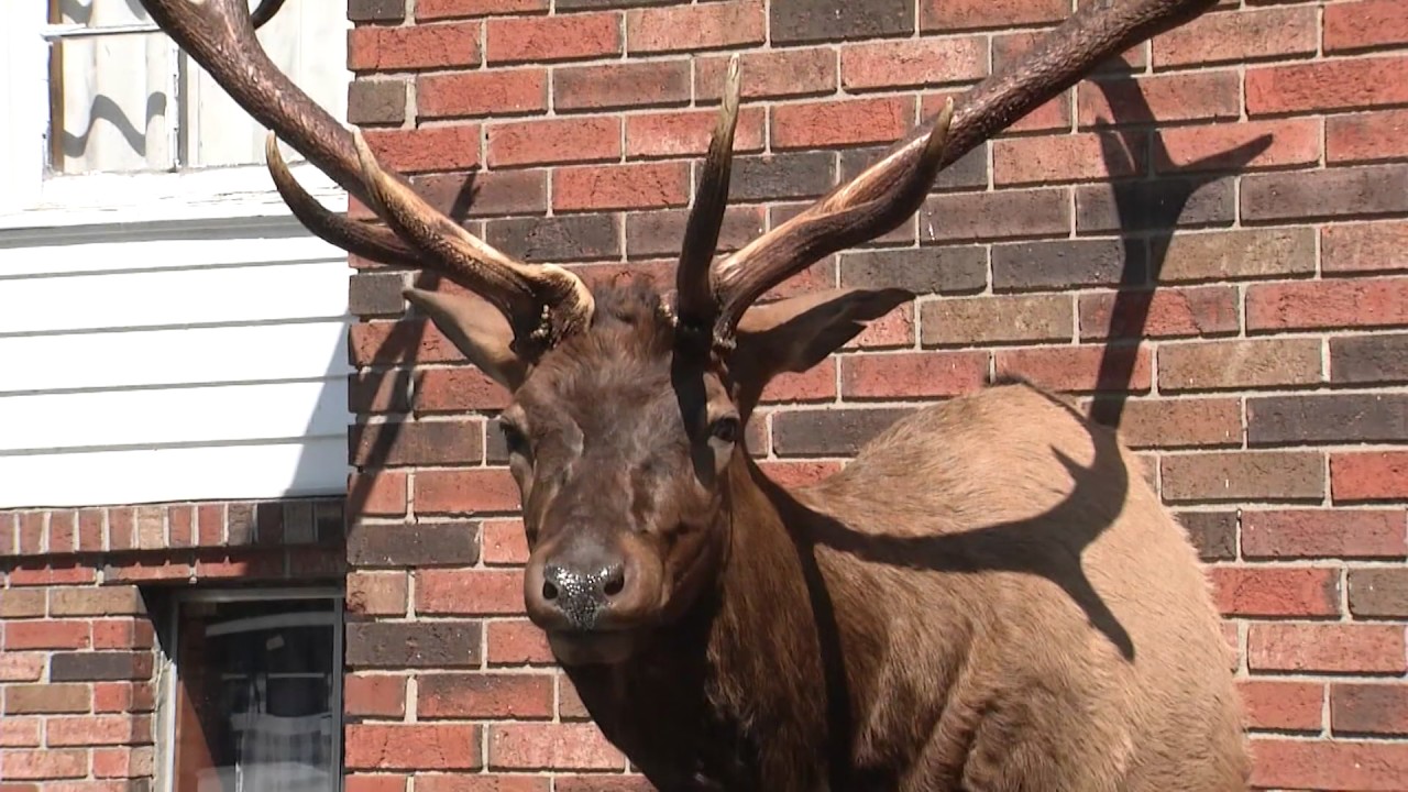 Kentucky Has A New State Record Bull Elk YouTube