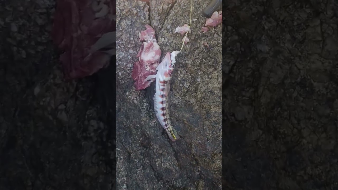 Do you know what kind of fish it's. 