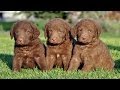 60 Seconds Of Cute Chesapeake Bay Retriever Puppies!