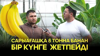 видео: Сарыағашқа 8 тонна банан бір күнге жетпейді картинка: Сарыағашқа 8 тонна банан бір күнге жетпейді