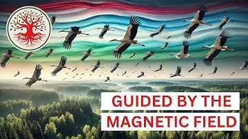The Secret SUPERPOWER of MIGRATING BIRDS: How They Navigate Across the World!