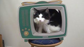 テレビ型爪とぎ    TV type nails