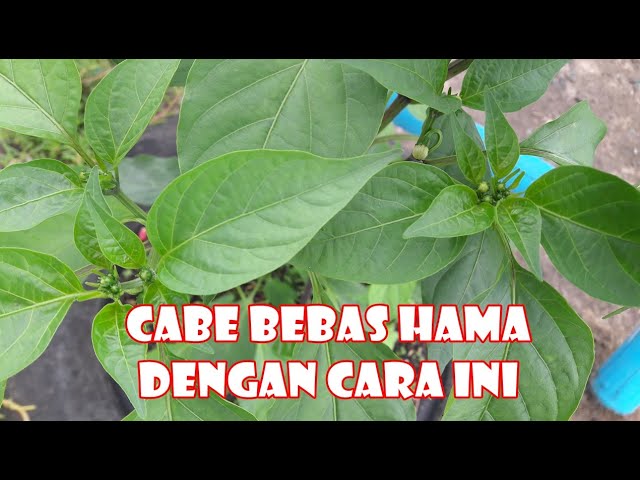 Tanam 10 Cabe di 1 Pot Subur tanpa Hama Penyakit | How to Grow Chilli at Home class=