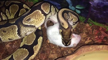 Ball Python VS Adult Mouse (WARNING:LIVE FEEDING) DON’T WATCH IF YOU LOVE RODENTS!!
