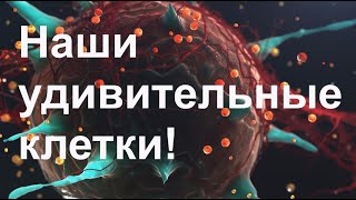 Наши удивительные клетки!