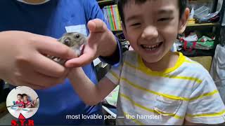 Hamsters: Tiny Creatures with Big Personalities