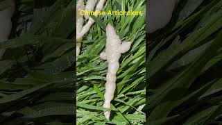 Chinese Artichokes Tubers